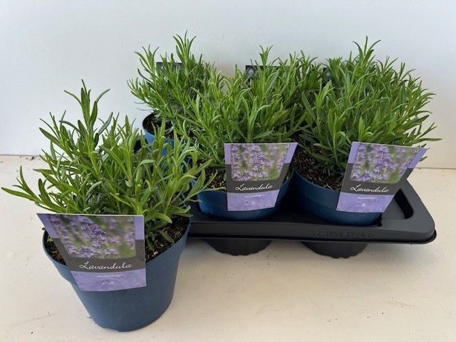 Picture of Lavandula ang. Munstead