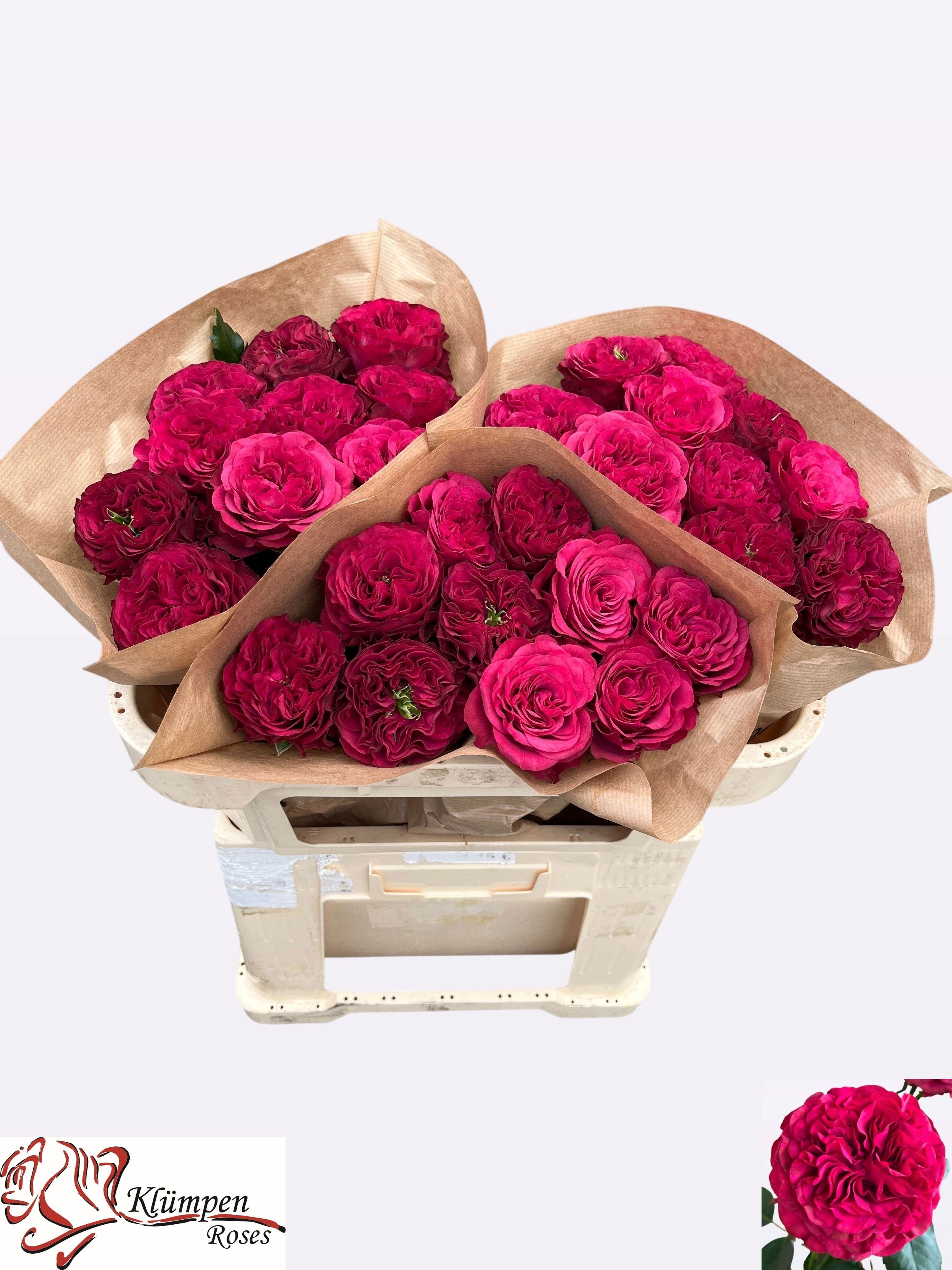 R Gr Cherry Velvet