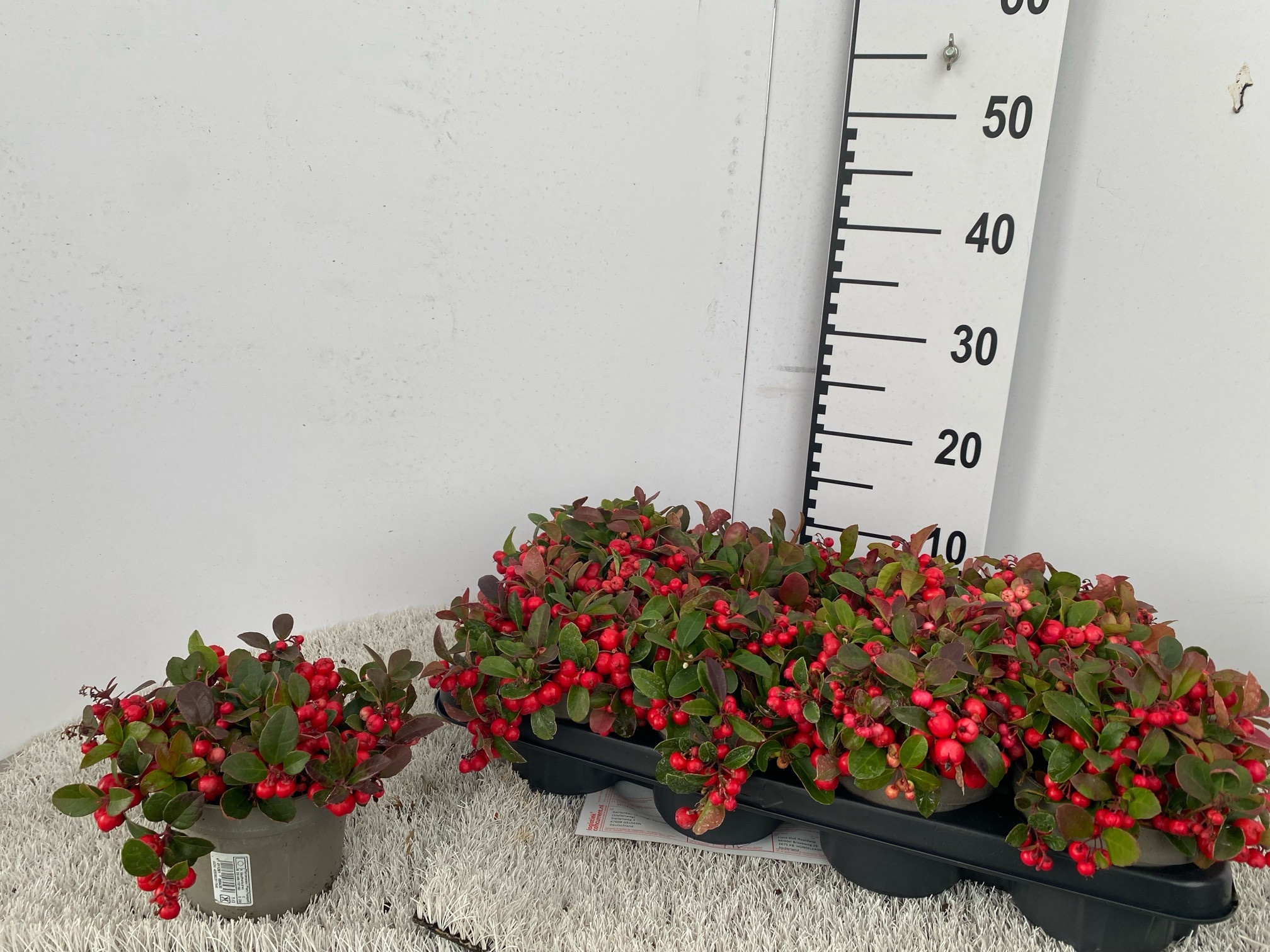 Gaulth Procumbens 13P 20H
