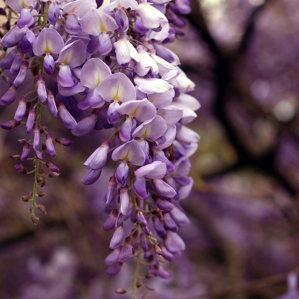 Wisteria brachybotrys 'Okayama'
