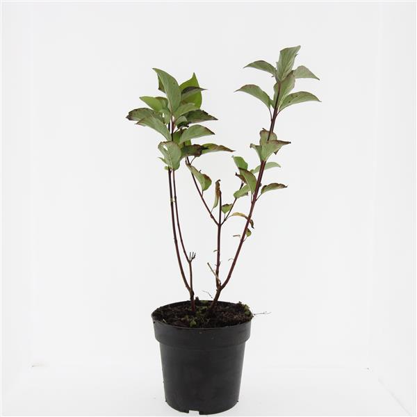 Picture of Cornus alba Kesselringii P17 (2 Ltr)