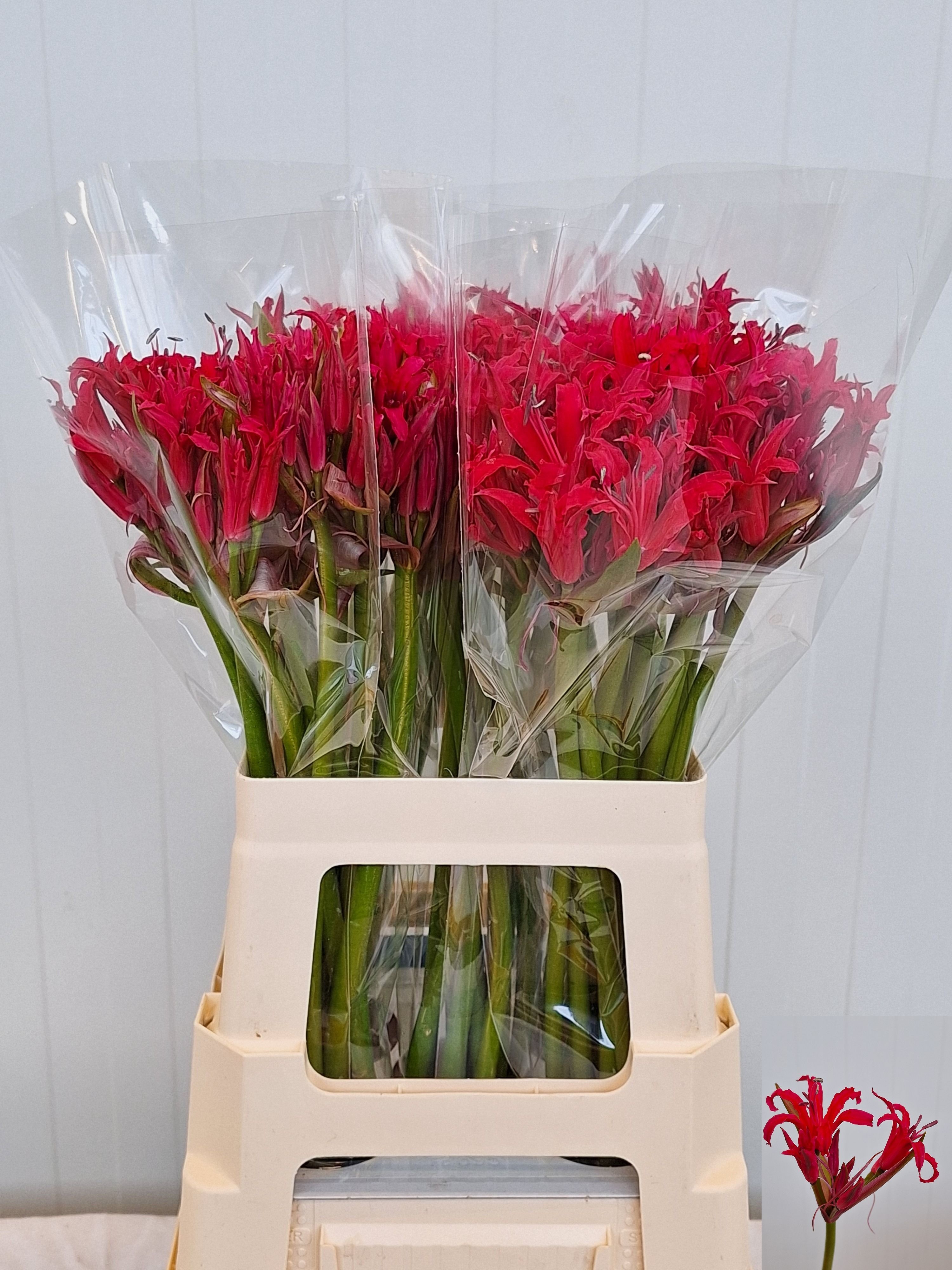 Ne Elegance Amor 60cm