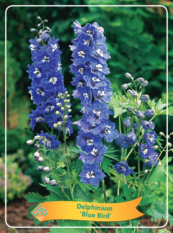 Picture of Delphinium mix 6x10 srt. per shelve P11