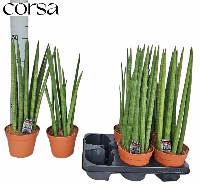 Sansev Cylindrica 14Ø 45cm