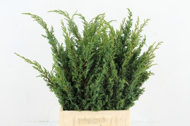 Taxus B Fas Aurea