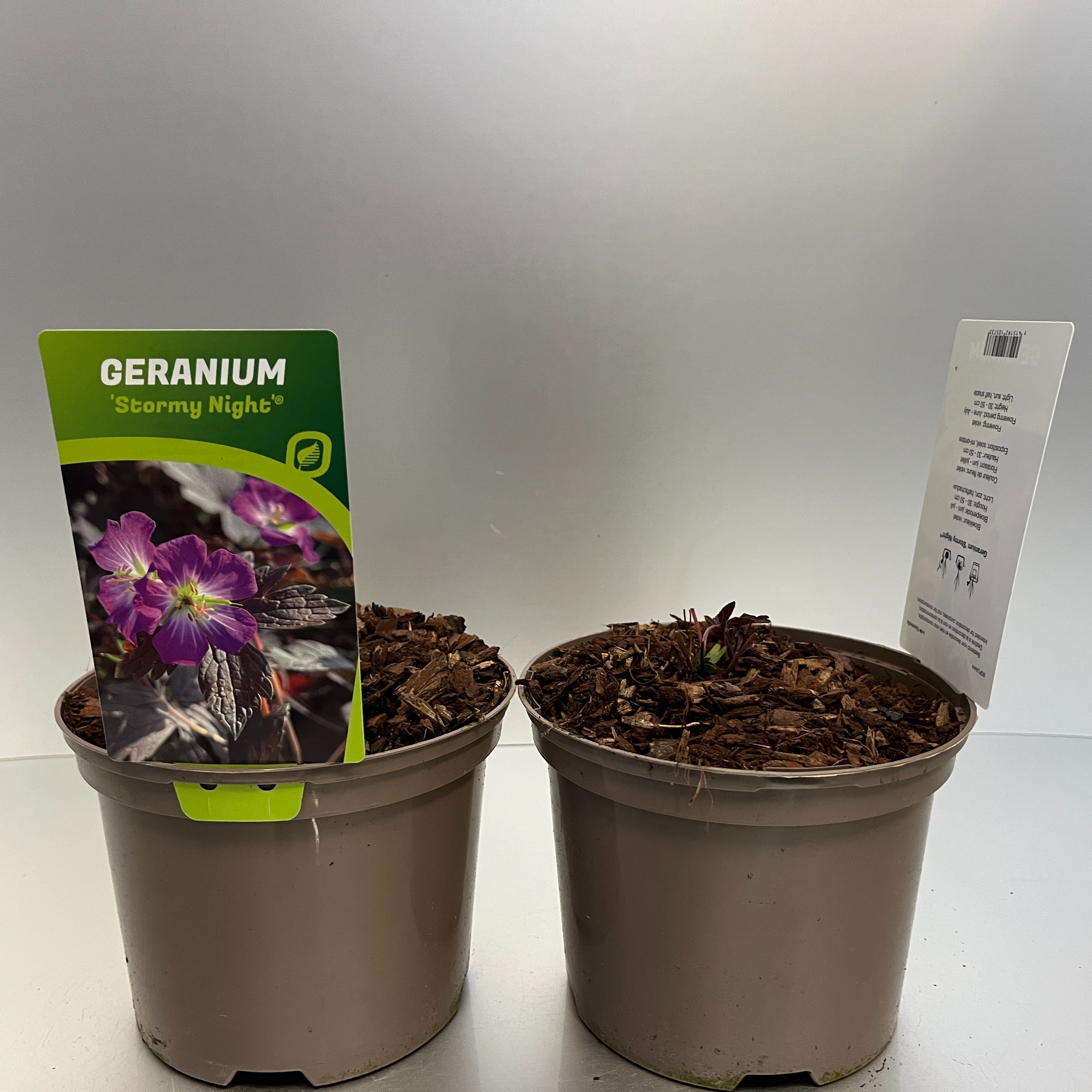 Picture of Geranium Stormy Night P17 (2 Ltr) (LOOSE)