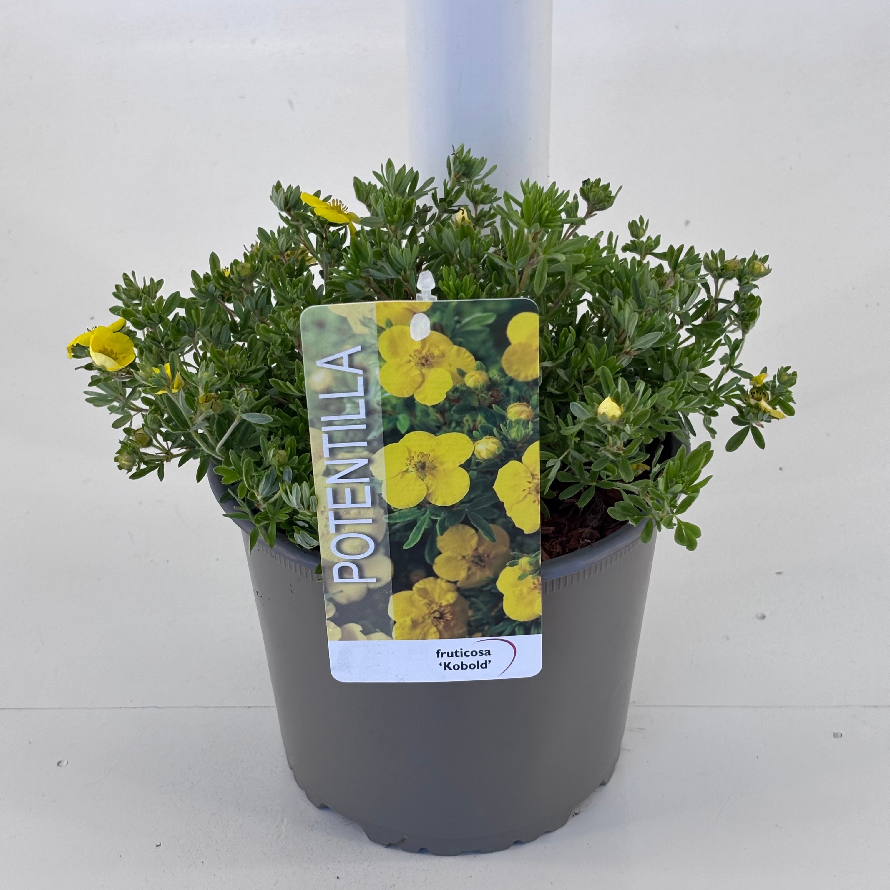 Potentilla f. 'Kobold'