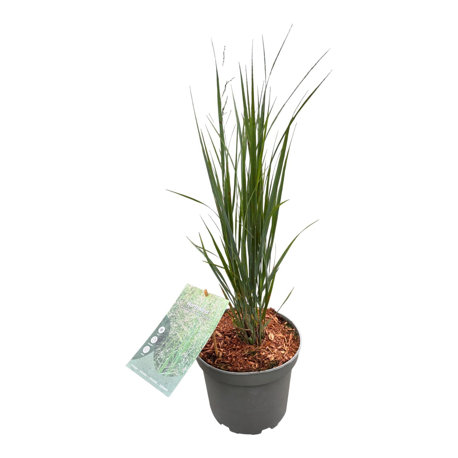 Panicum virgatum 'Northwind'