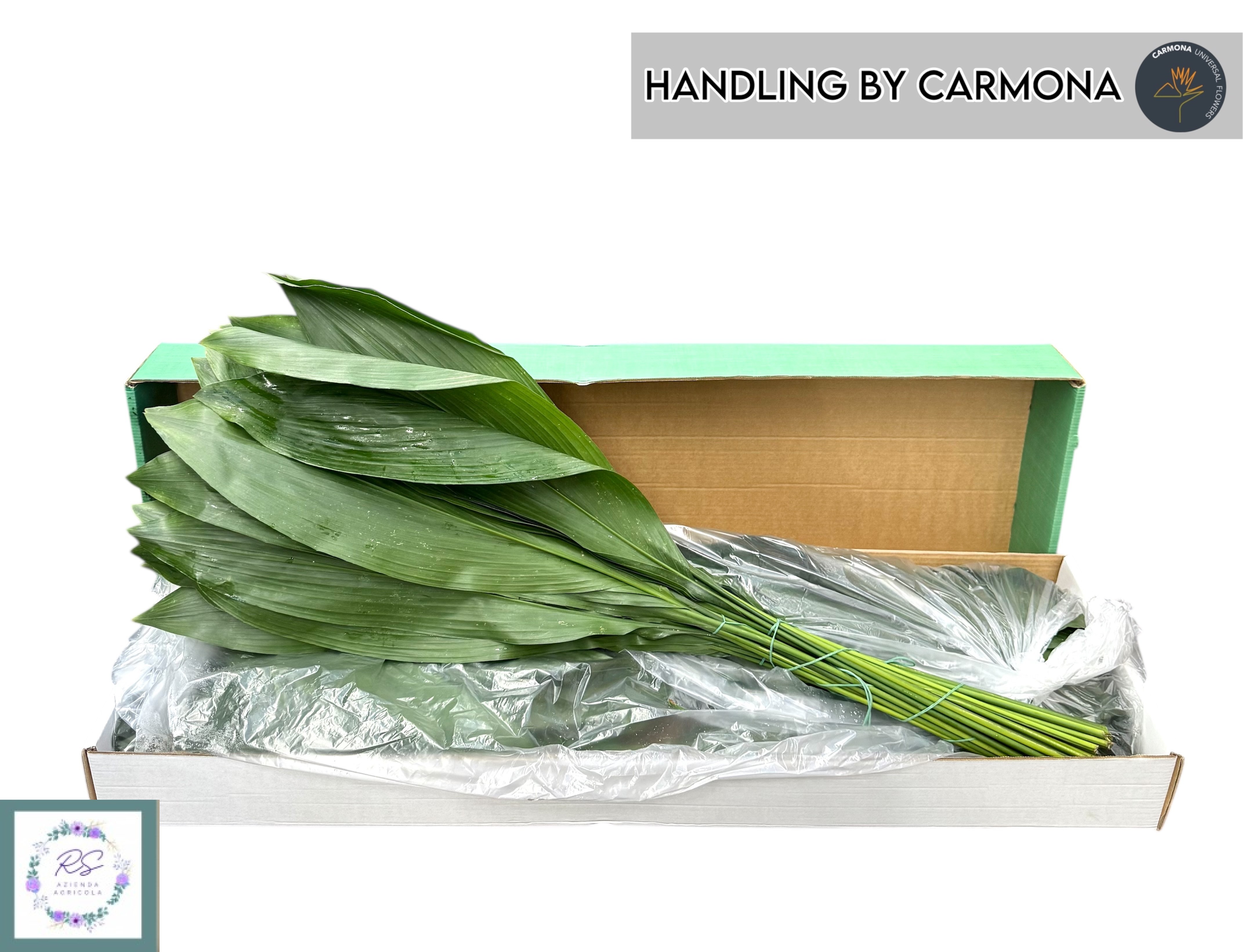 Aspidistra Leaves Bunch 90cm