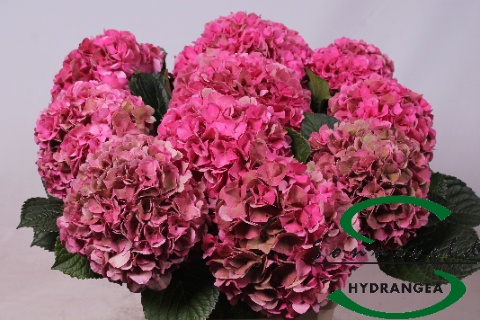 Hydrangea Glowing Alps Classic 60cm 14Ø