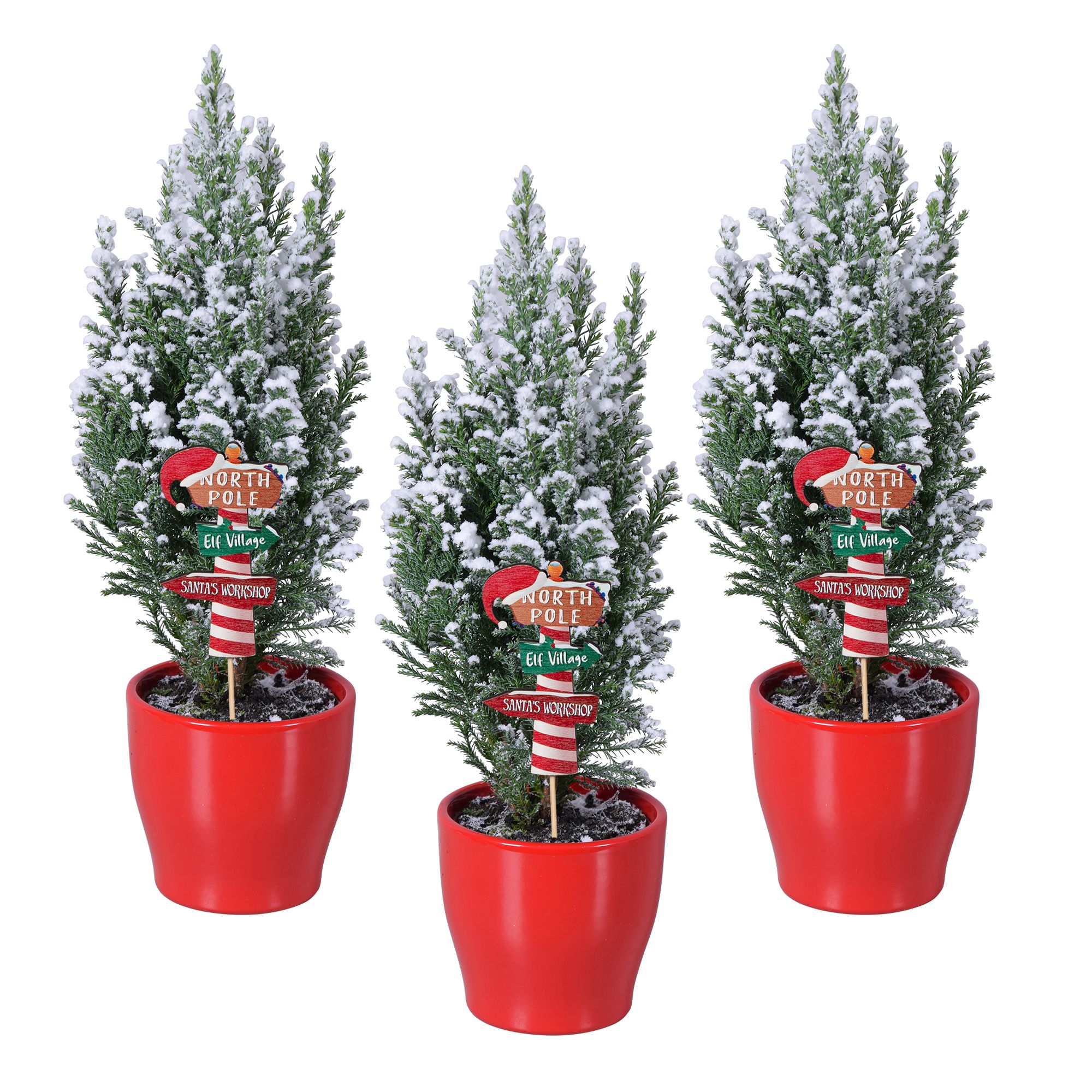 Picture of Ellwoodii North-Pole- snow in red ceramic P9 35CM