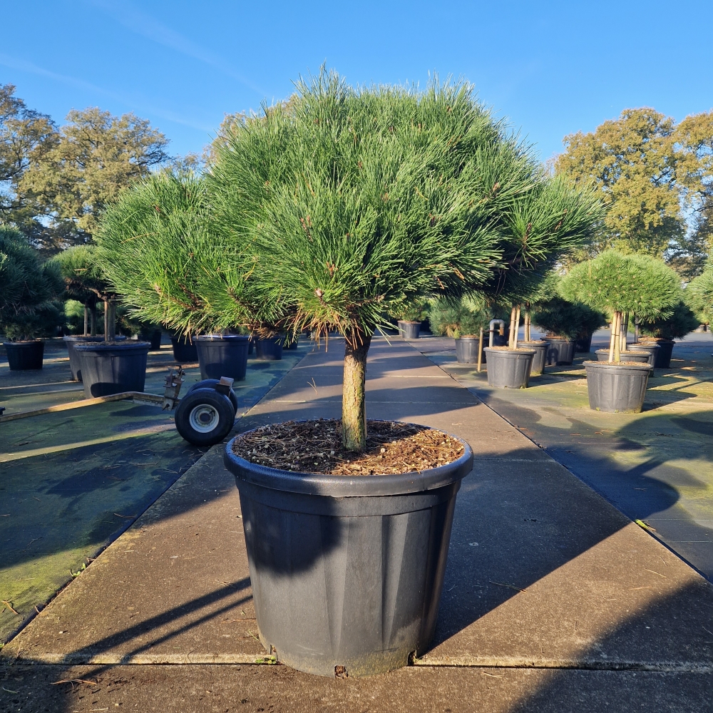 Picture of Pinus nigra Brepo C110 30/STD B80/90 (LOOSE)