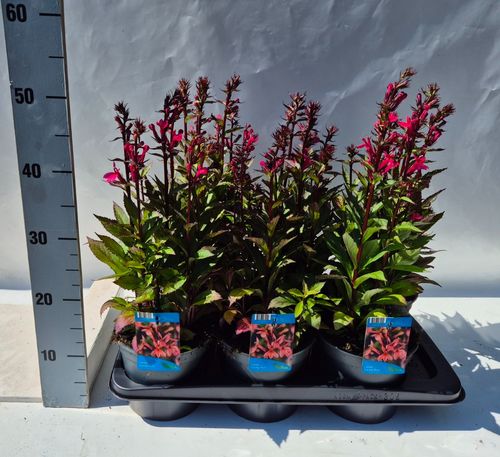 Lobelia Starship Deep Rose p17 Weet