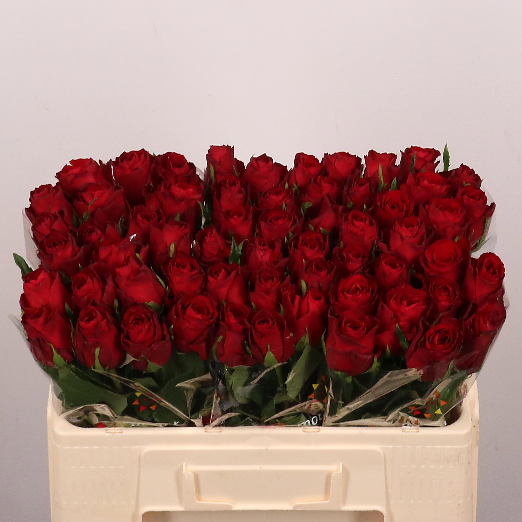 Rosa Madam Red 50cm