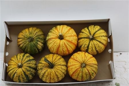 Cucurbita Pepo