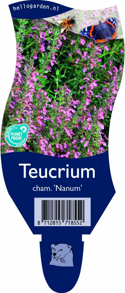 Teucrium chamaedrys 'Nanum'