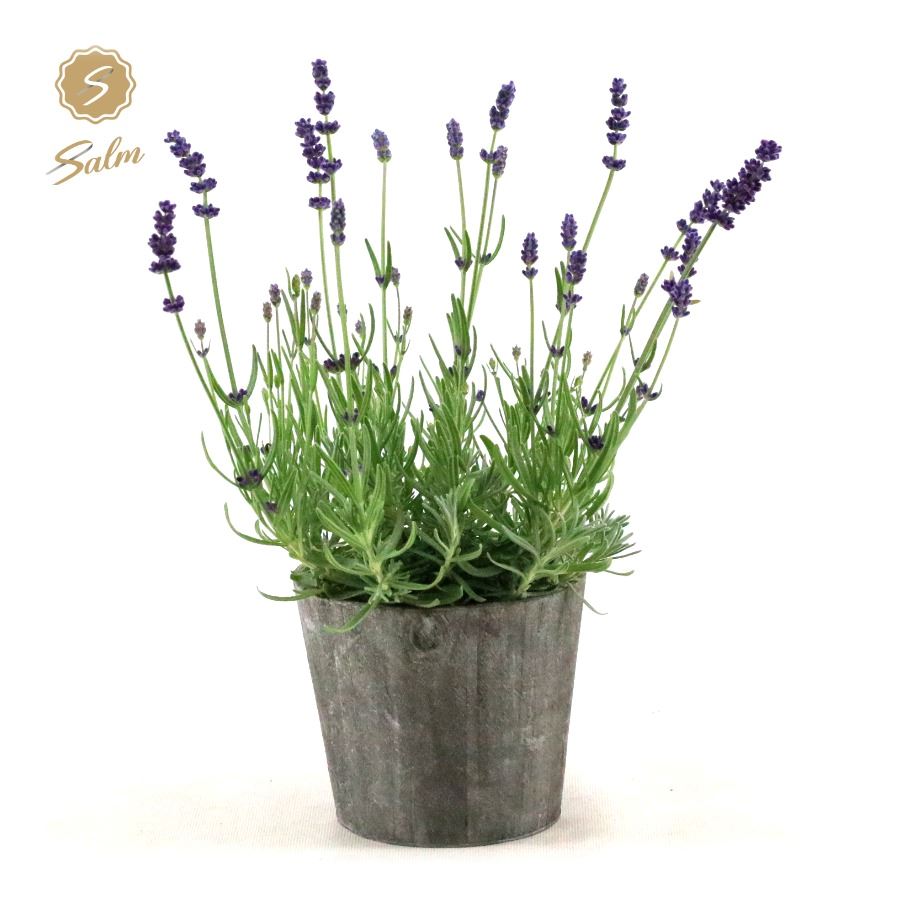 Picture of Lavandula ang. 'Felice'® Collection P12 in Wood