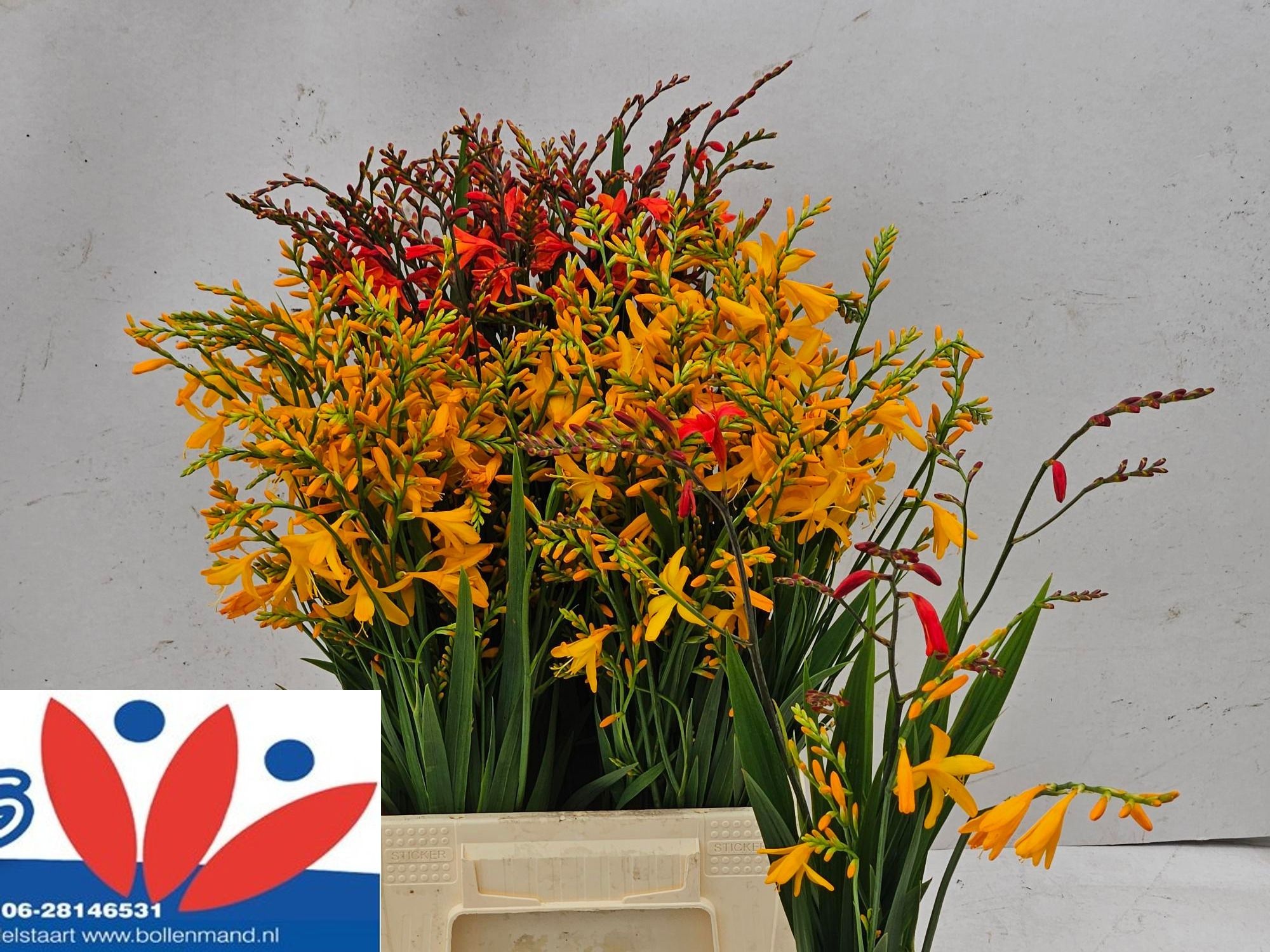 Crocosmia P St 50cm