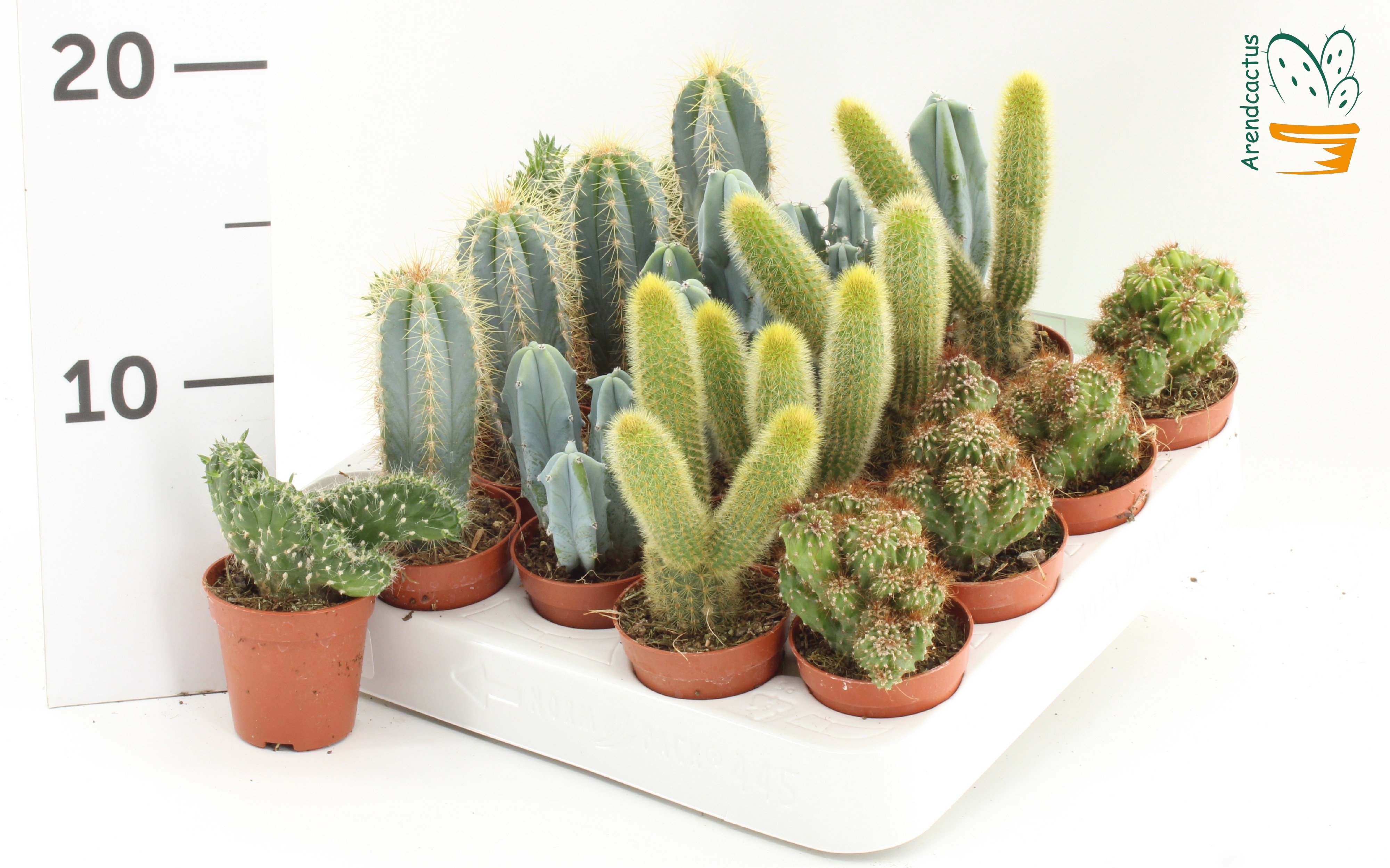 Cactus Gemengd 505Ø 10cm