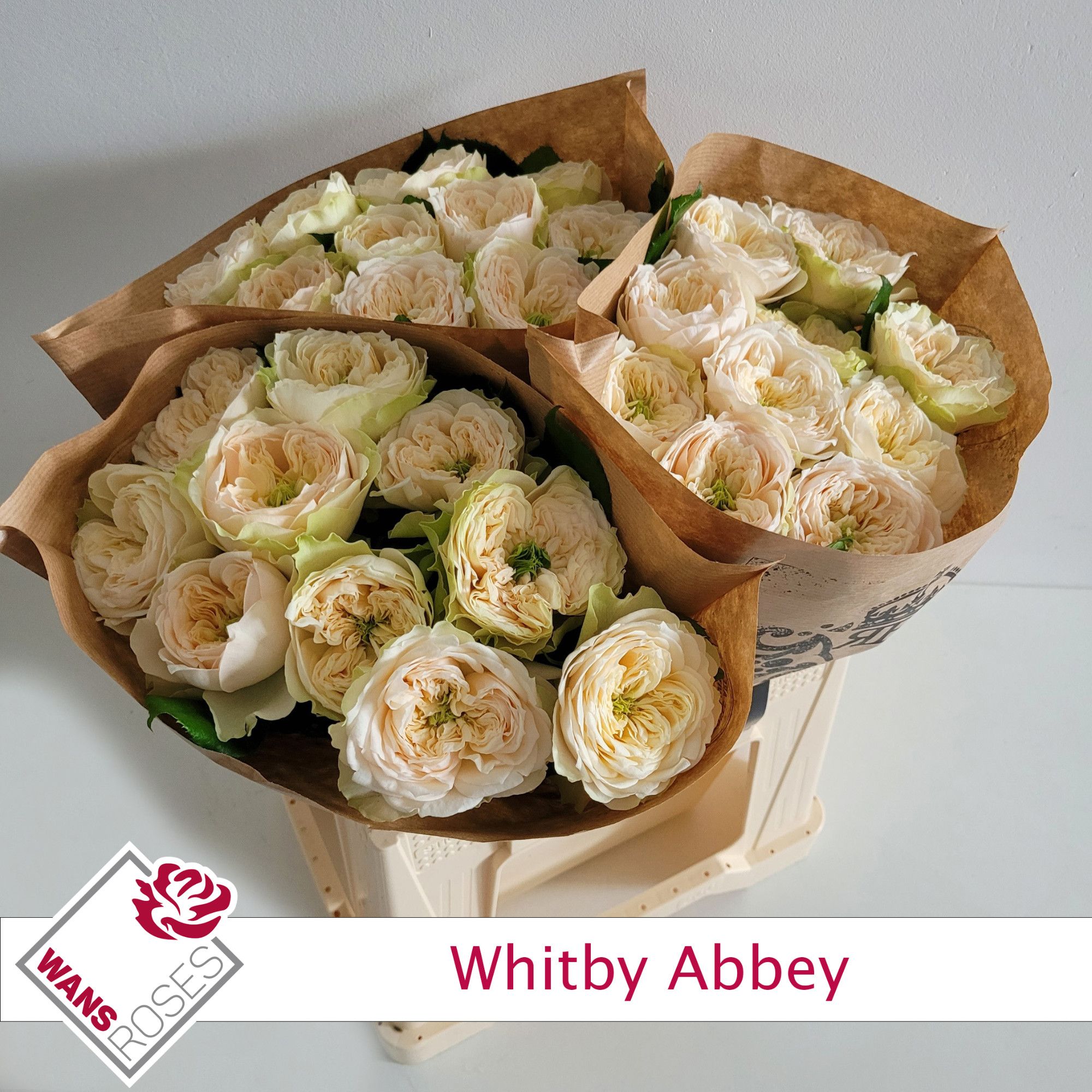 Rosa Garden Withby Abbey 40cm