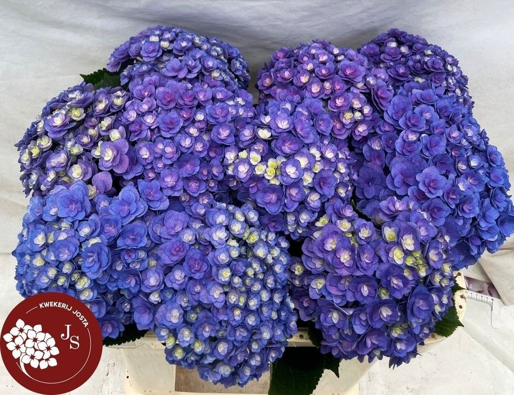 Hydrangea Royal Kiss 60cm 16Ø