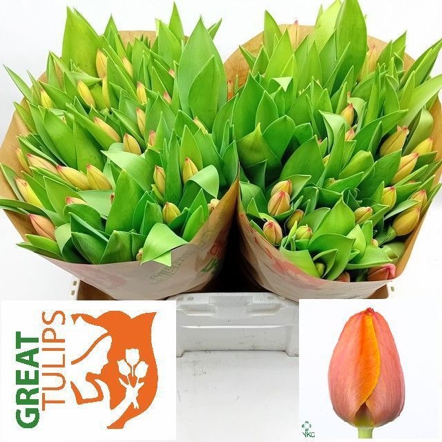 Tulipa Ad Rem 38cm 44gram