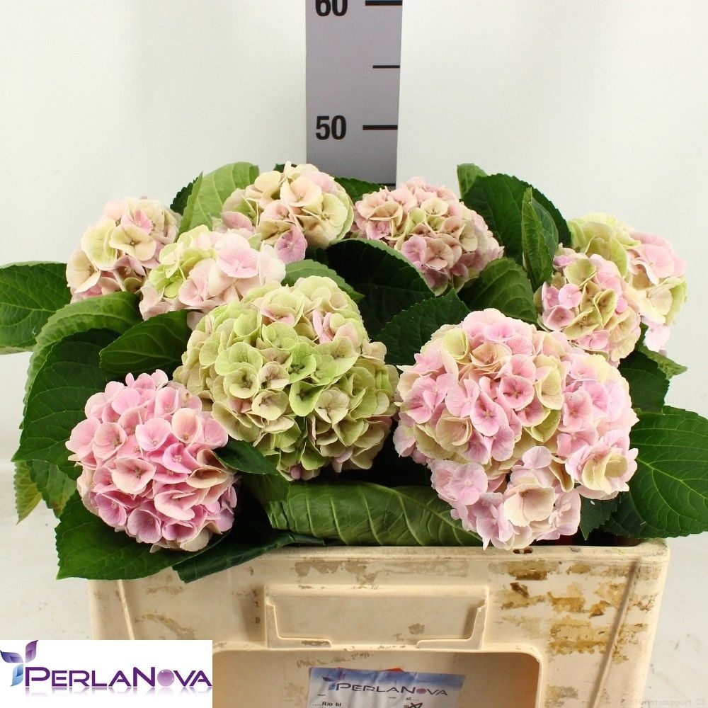 Hydrangea My Matcha Classic 50cm 14Ø