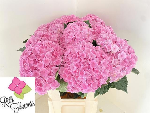 Hydrangea Royal Pink Highness 60cm 20Ø