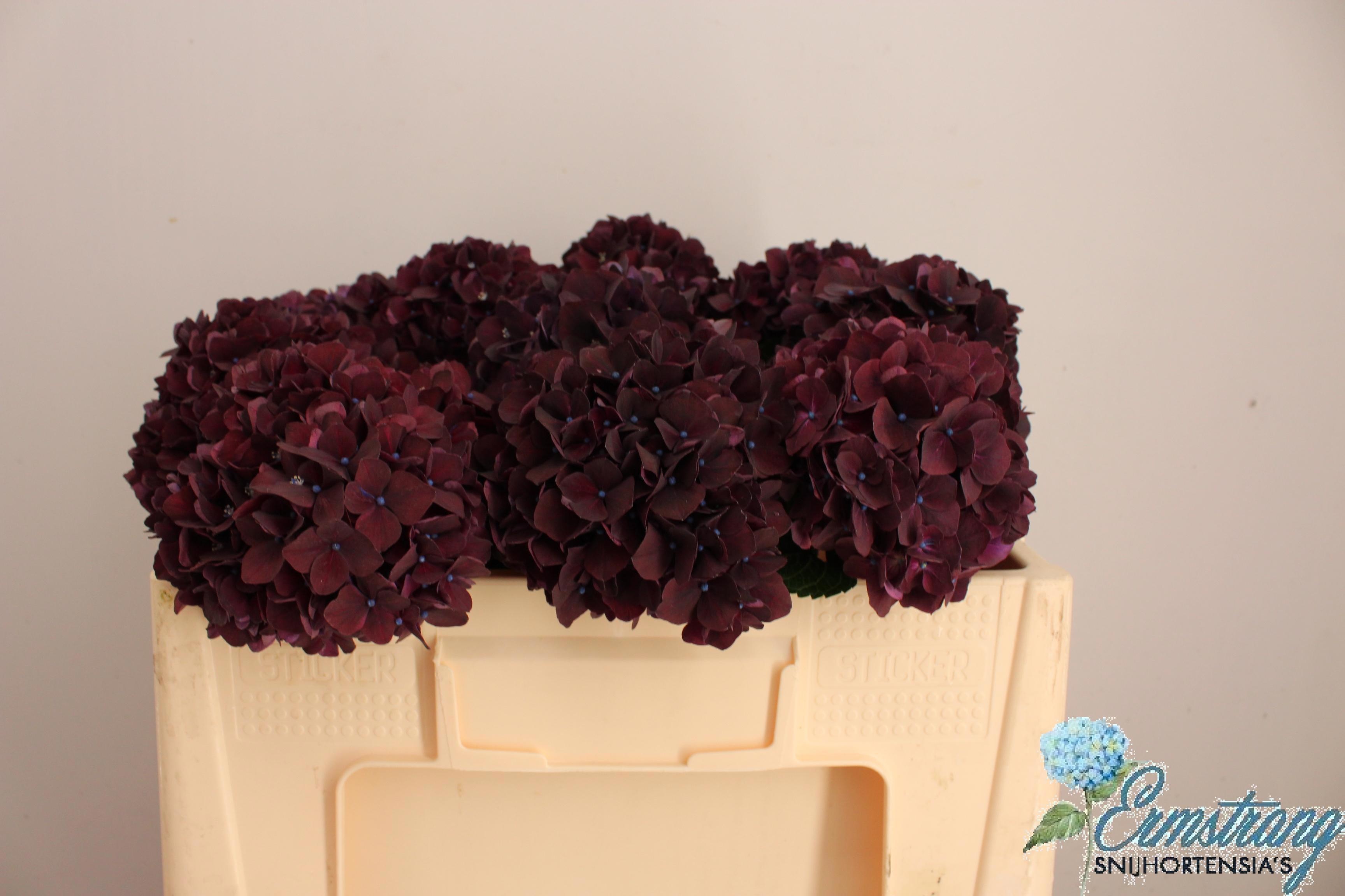Hydrangea Dark Ruby 50cm 13Ø