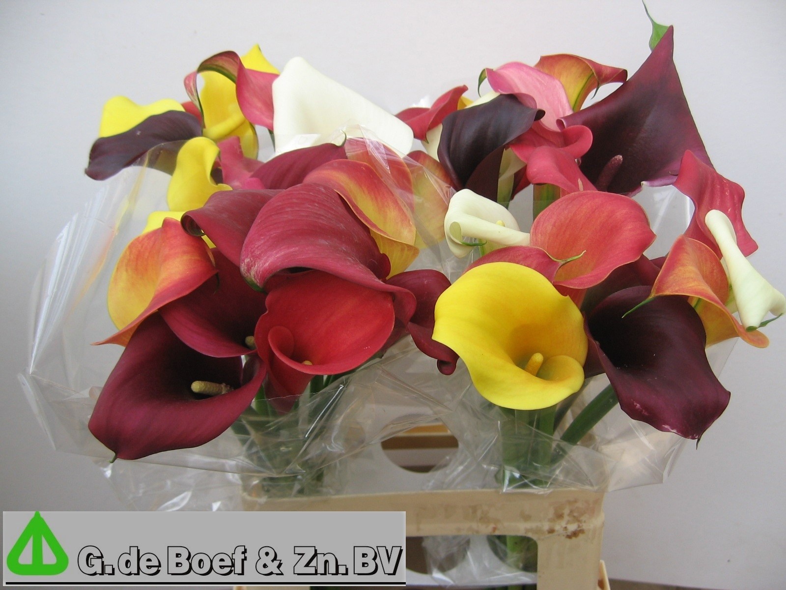 Calla Mixed In Bunch 60cm