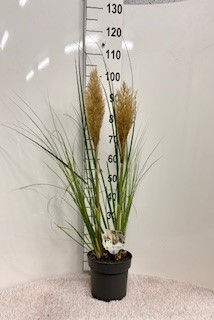 Picture of Cortaderia sell. Junior P23 (5 Ltr)