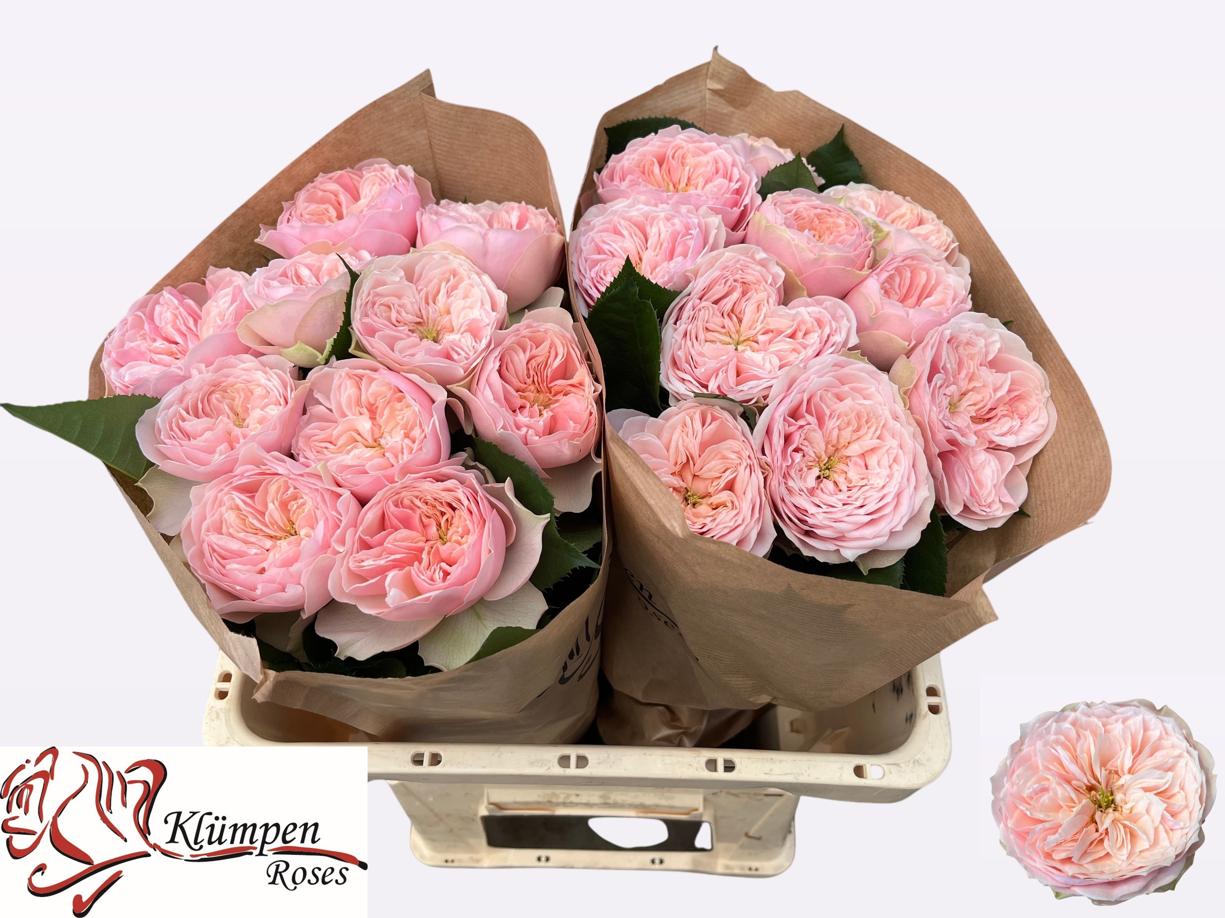 Rosa Garden Tender Love 50cm