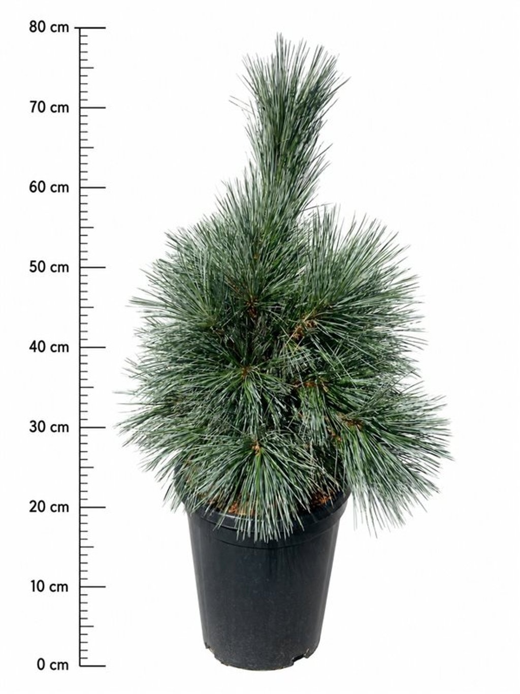 Pinus flexilis 'Vanderwolf's Pyramid'