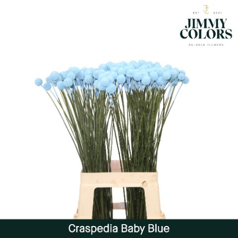 Craspedia L70 Light Blue