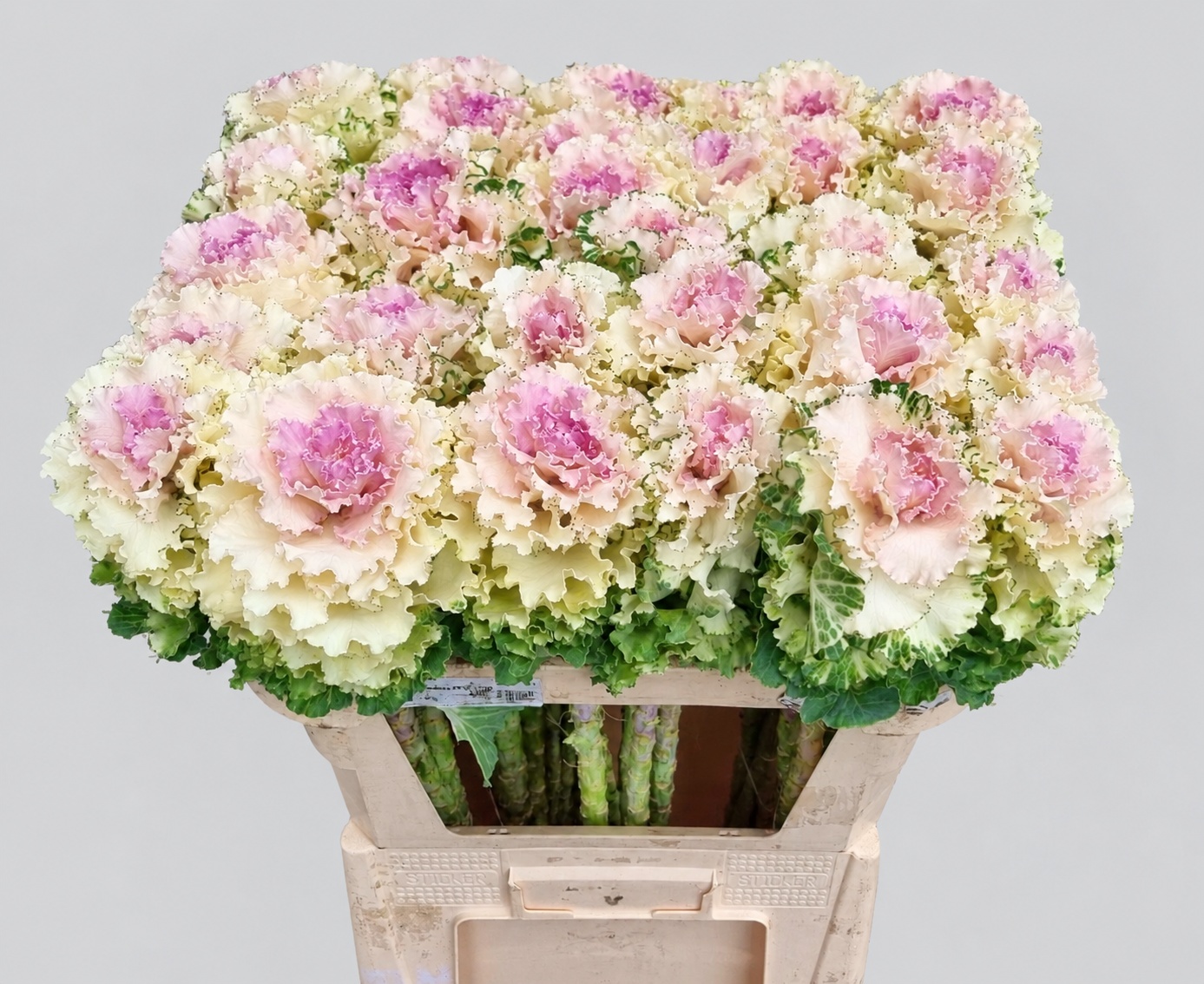 Brassica Crane Ruffle Bicolor 70cm