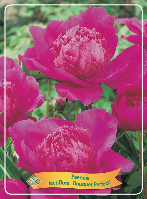 Picture of Paeonia Lactiflora mix 6x10 srt. per shelve P11