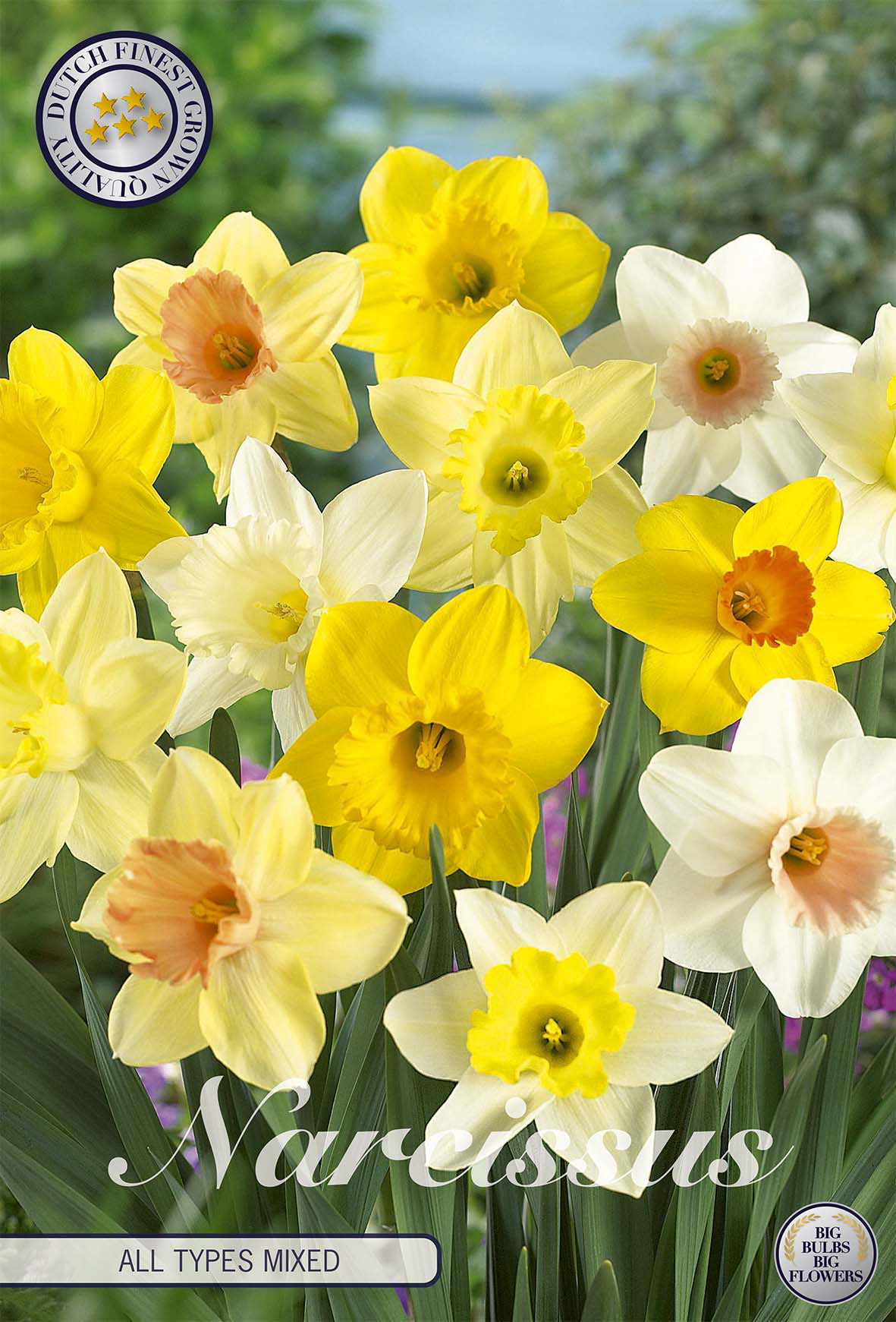 Narcissus All Types Mixed x6