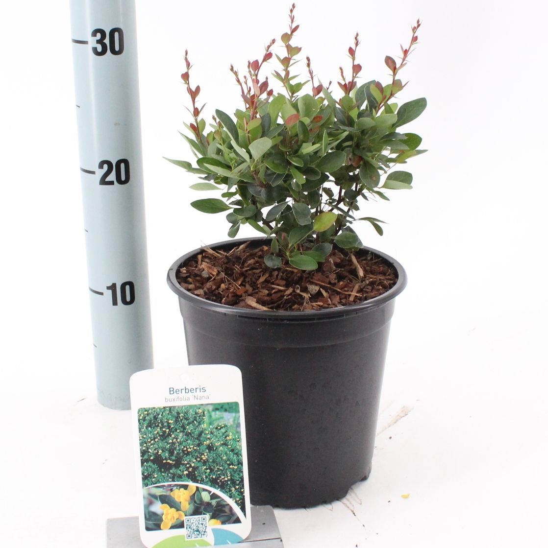 Berberis buxifolia 'Nana'