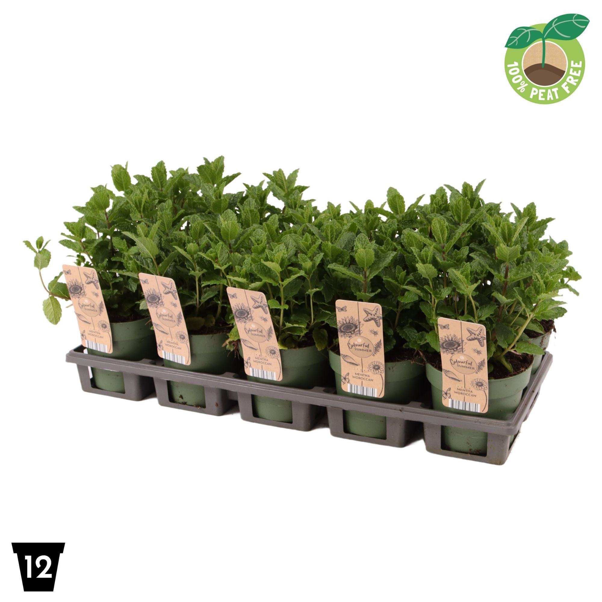 Picture of Mentha spicata 'Morrocan'