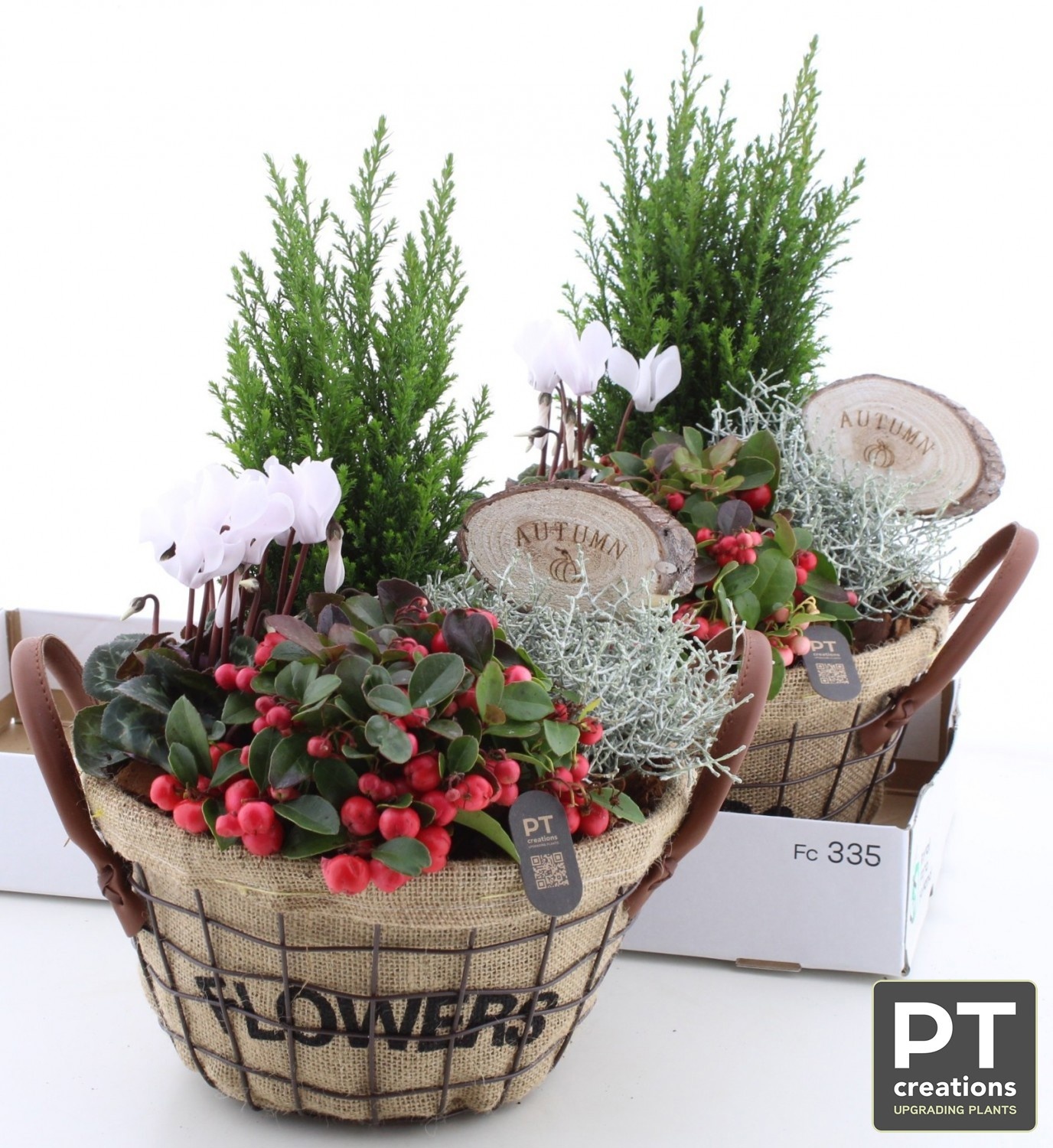 Arr Tuinplanten 29P 44cm 22bloei