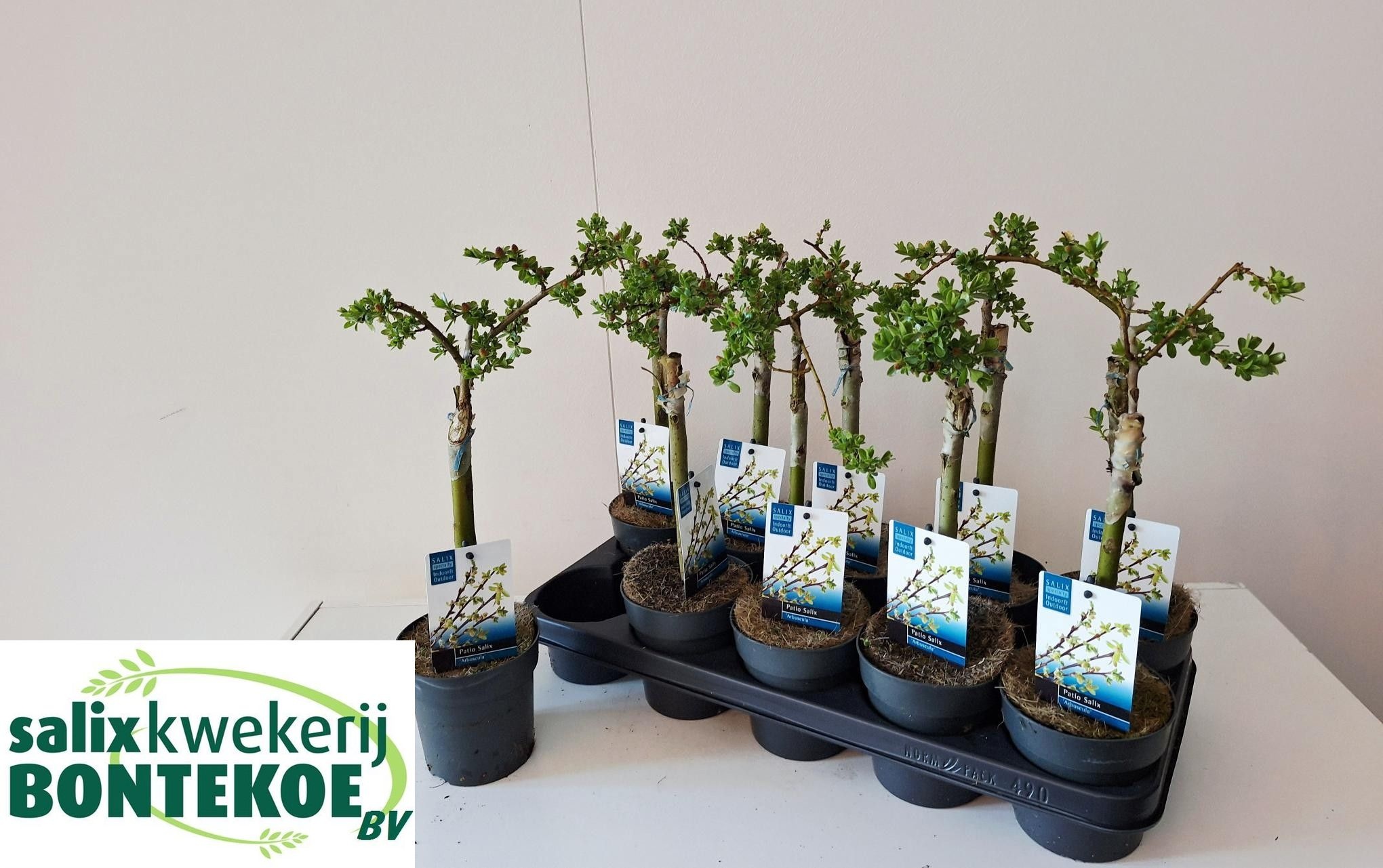 Salix arbuscula SALIX ARBUSCULA | Gardenline