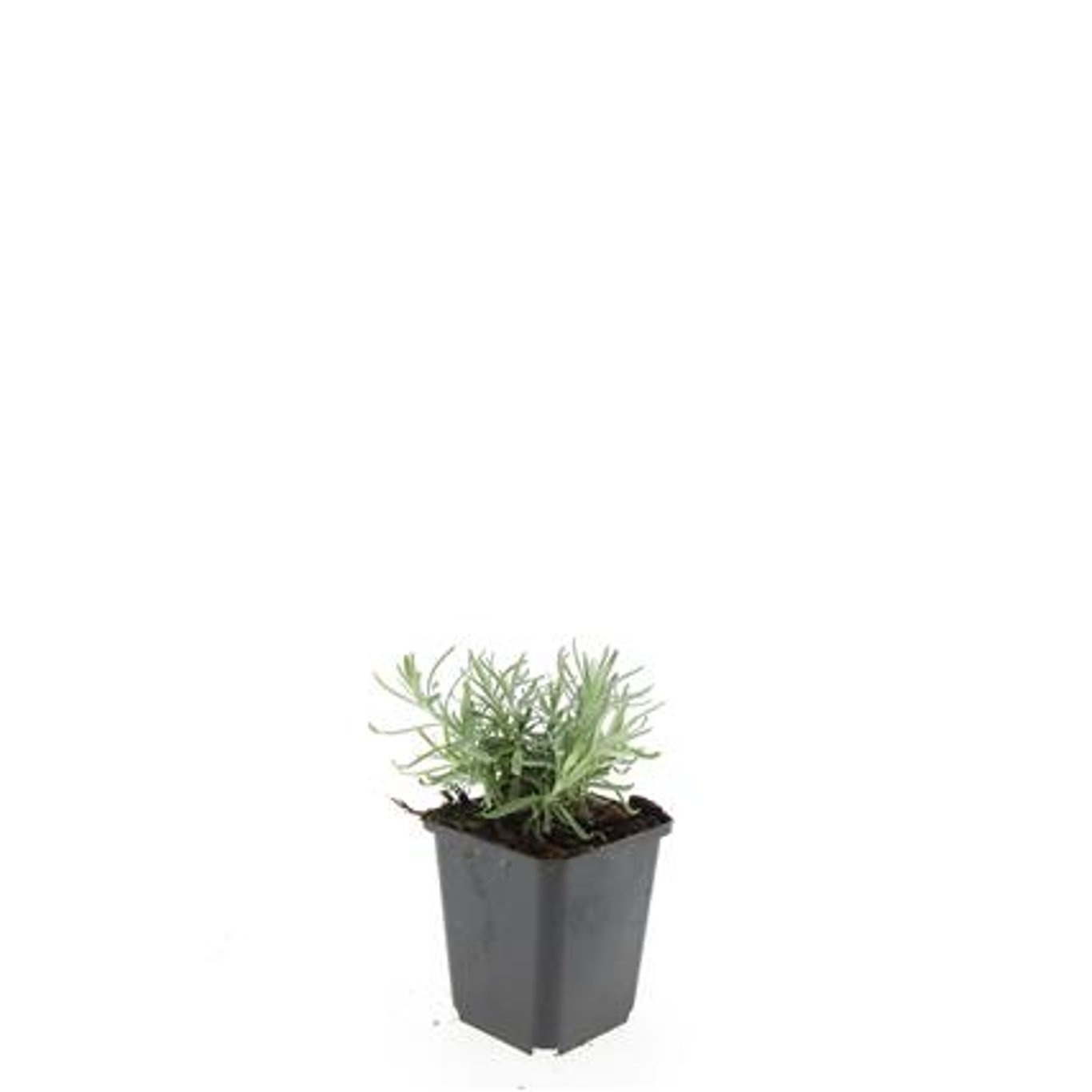 Lavandula angustifolia 'Munstead'