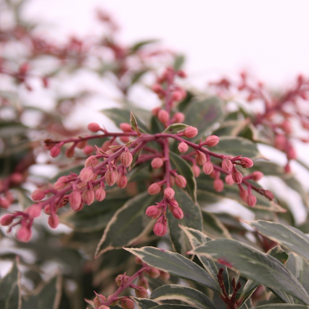 Picture of Pieris jap. 'Little Heath'