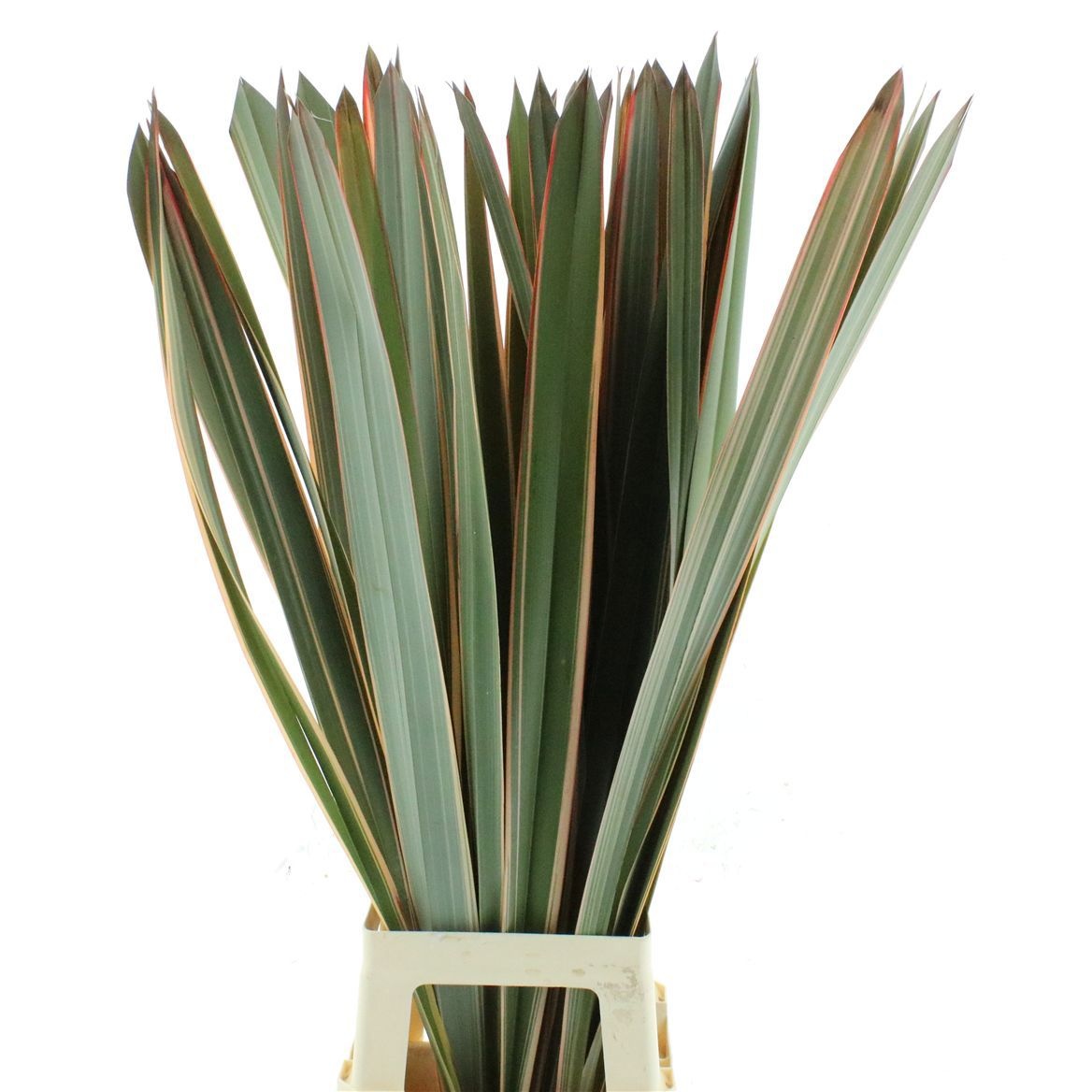 Phormium Ten Variega 100cm