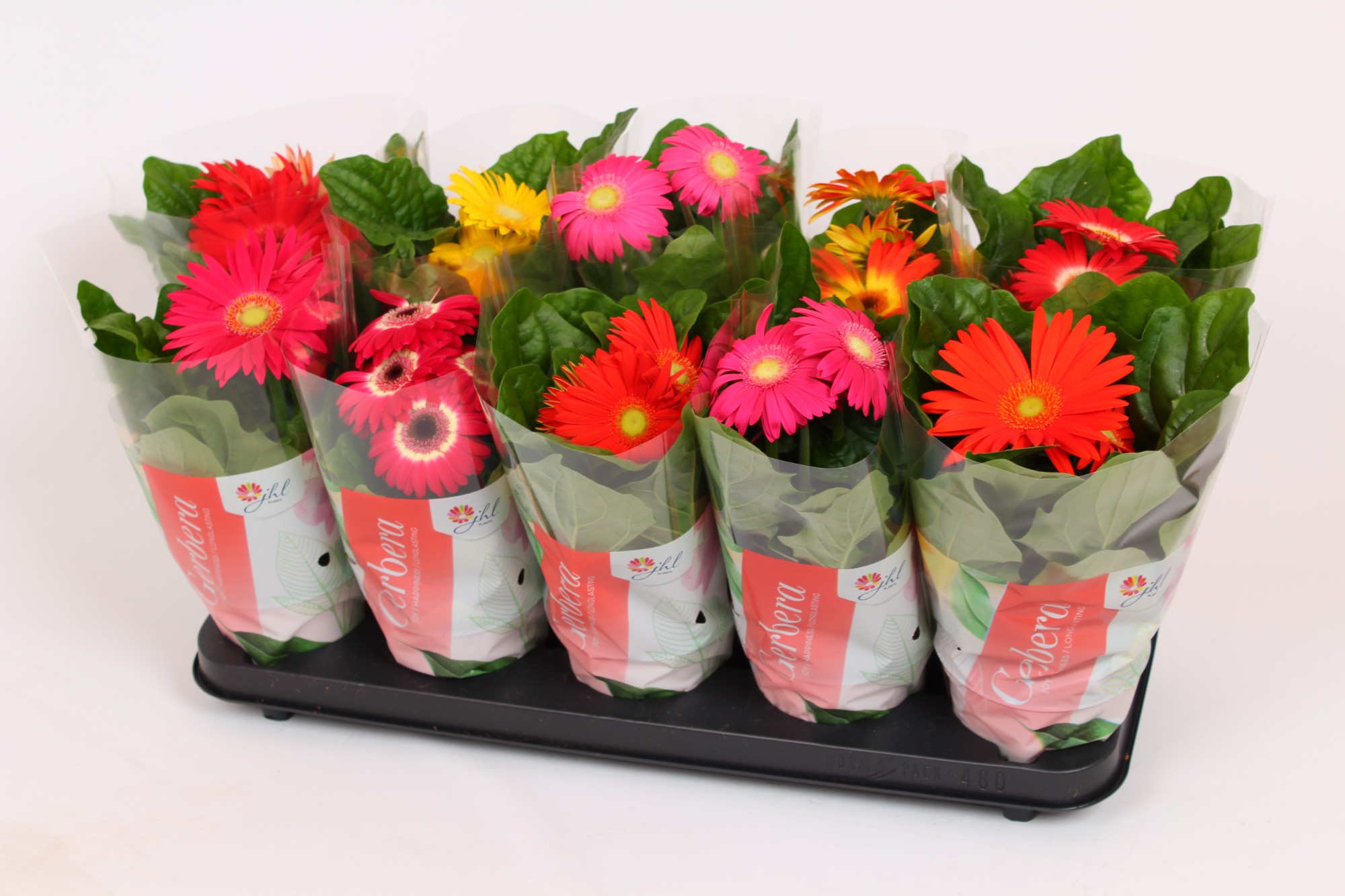 Picture of Gerbera Colourgame in varieties P12 25-33 cm