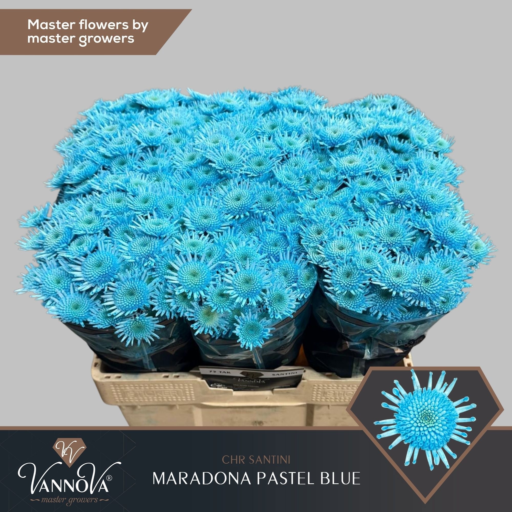 Chr S Maradon Klb H% 50cm