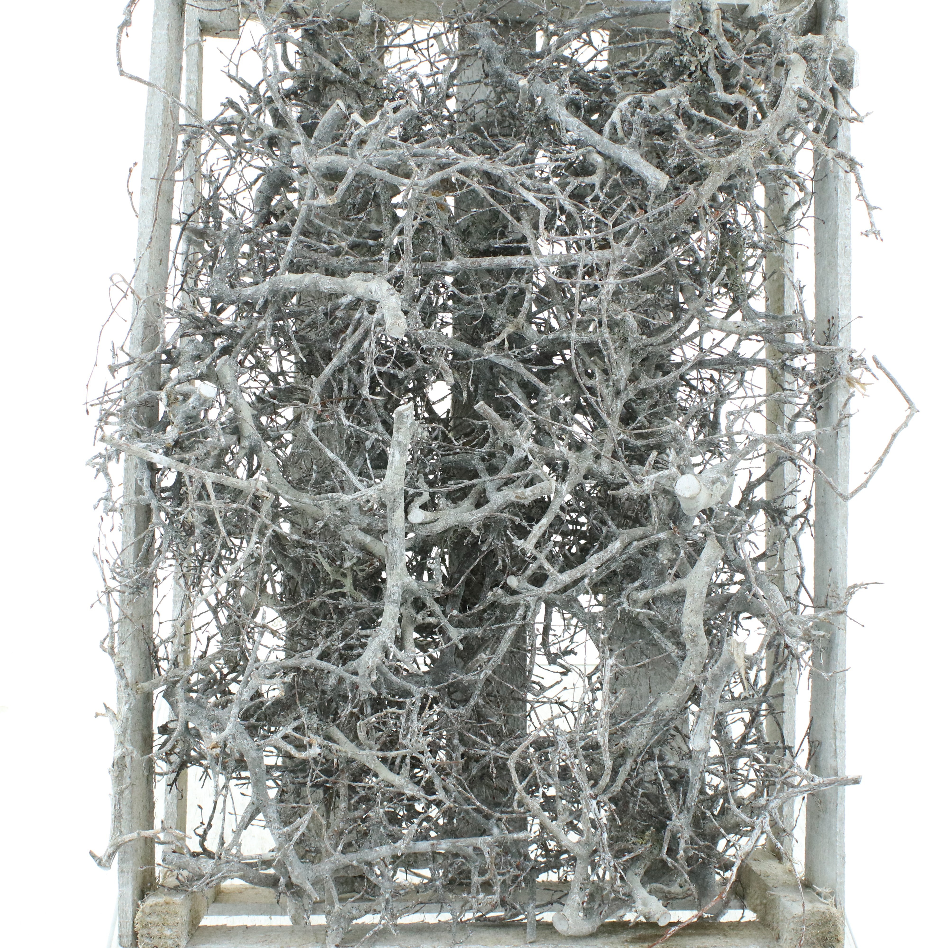 Dried Miscellaneous 60cm