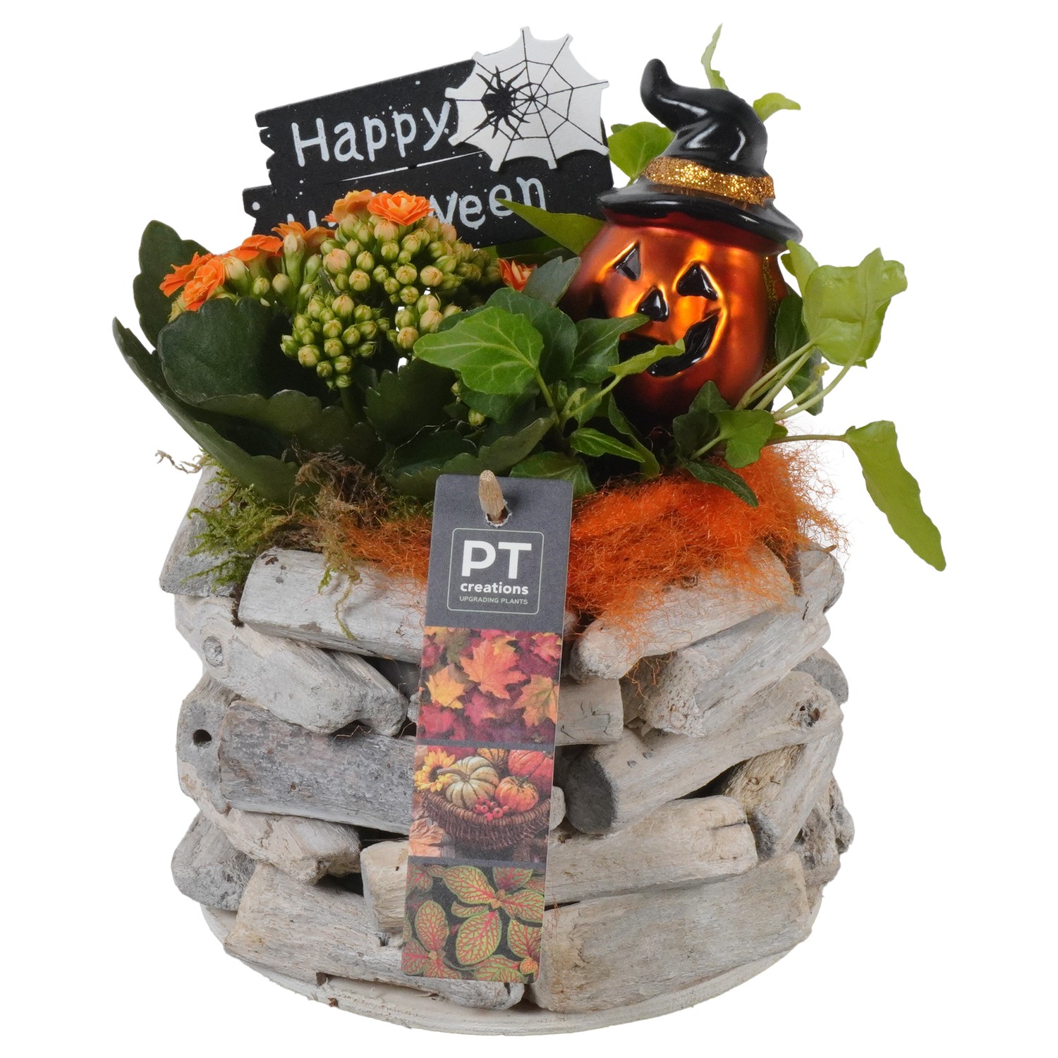 Picture of PTHL1937 Arrangement Halloween in wooden pot P16 22CM