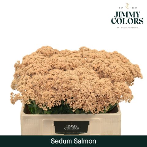 Sedum L55 Salmon