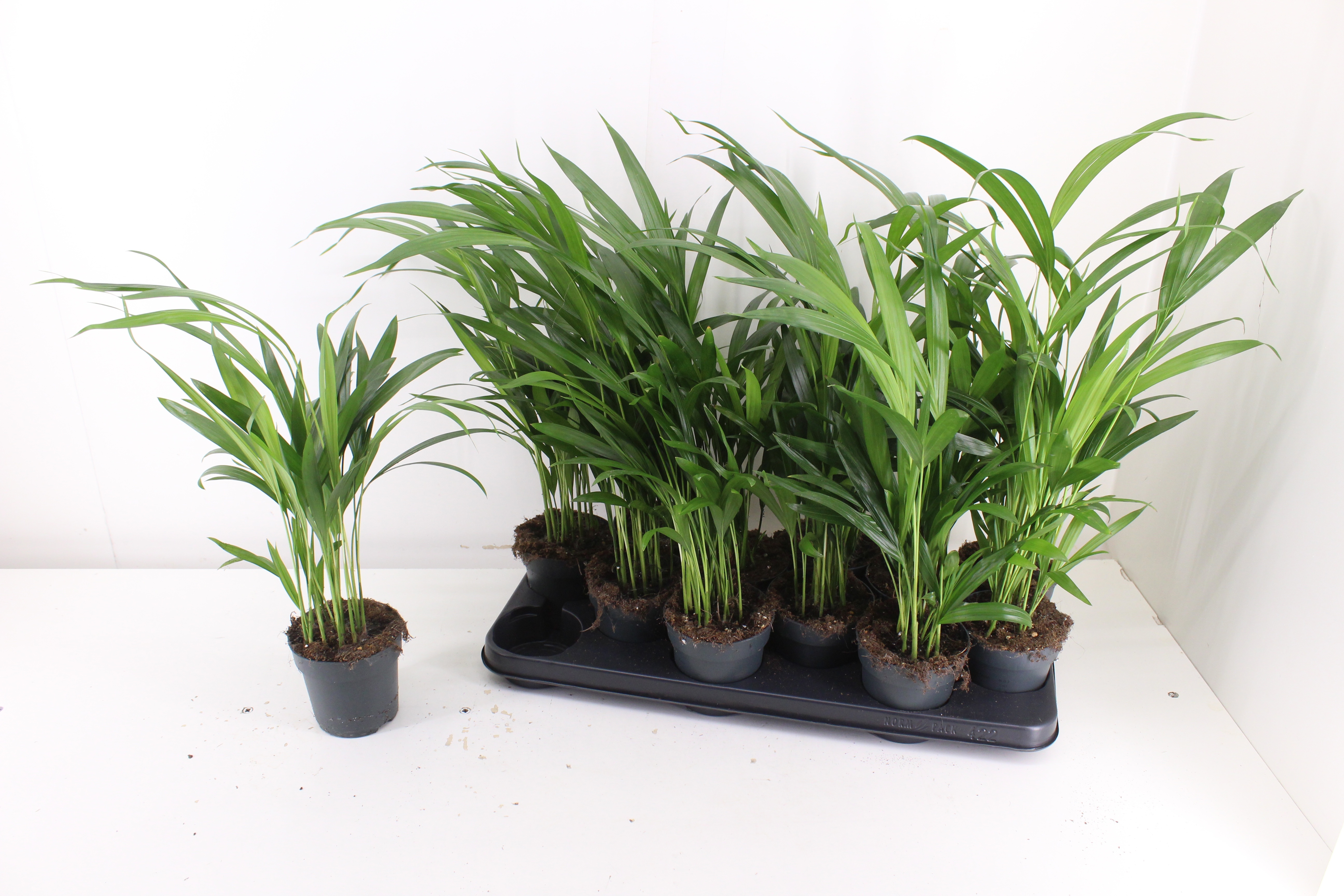 Dypsis Lutescens 510P 45H